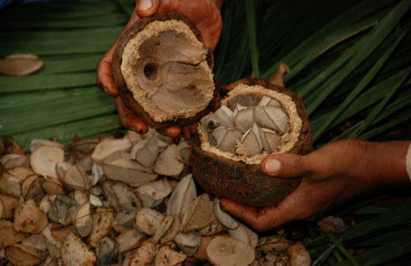 A Company Sourcing Brazil Nuts Creates both Environmental Benefits and Solid Profits