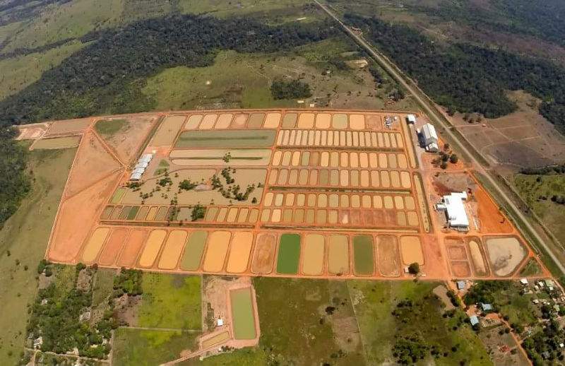 Agência ALESC  Cultivo de peixes pode dar lucro de R$ 1 por kg produzido